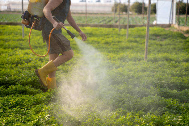 Best Local Pest Control Services  in Two Harbors, MN